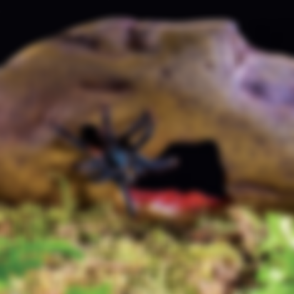 Exo-Terra-Crystal-Cave,-Medium_4